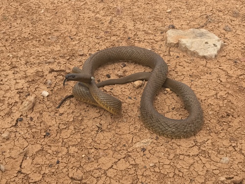 Image of Inland Taipan