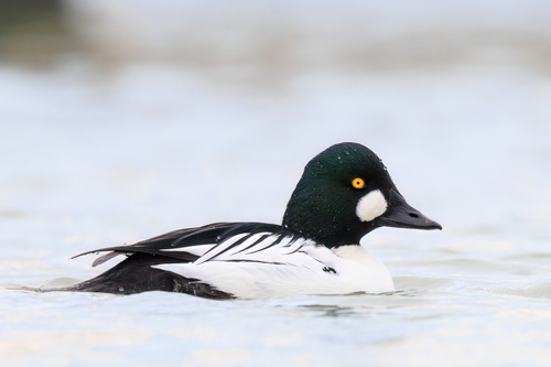 Image of Common Goldeneye