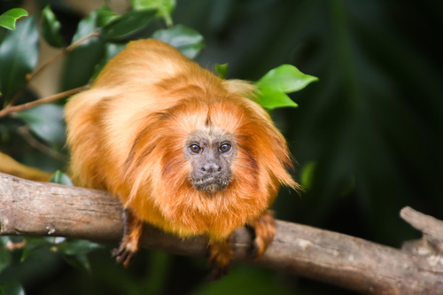 Image of Golden Lion Tamarin