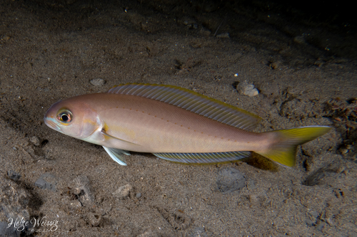 Image of Ocean Whitefish