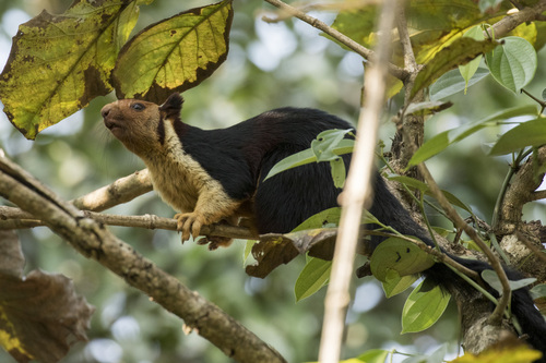 Image of Indian Giant Squirrel