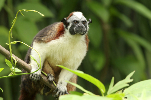 Image of Geoffroy's Tamarin