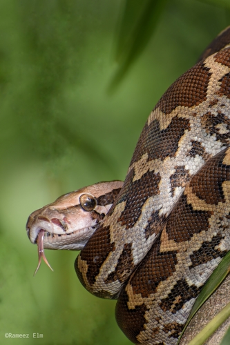 Image of Indian Python