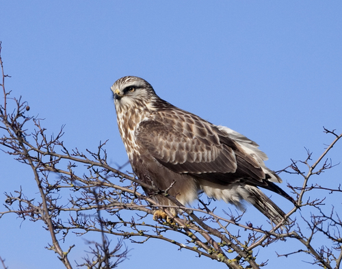 Image of Rough-legged Buzzard