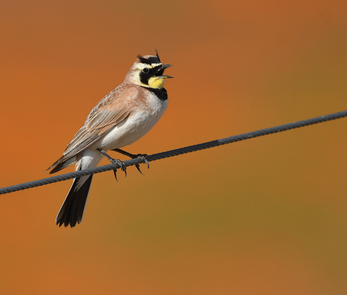 Image of Horned Lark