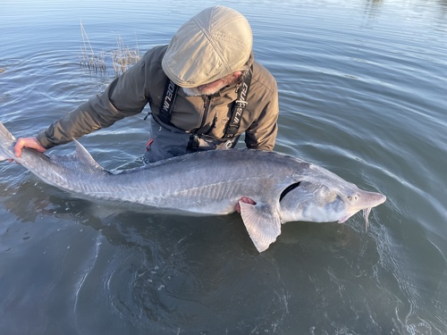 Image of Beluga Sturgeon