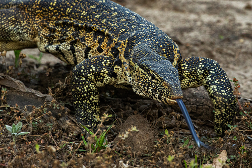 Image of Nile Monitor