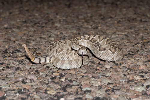 Image of Mohave Rattlesnake