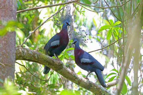Image of Victoria Crowned Pigeon