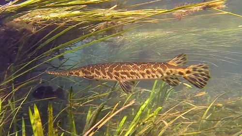 Image of Spotted Gar