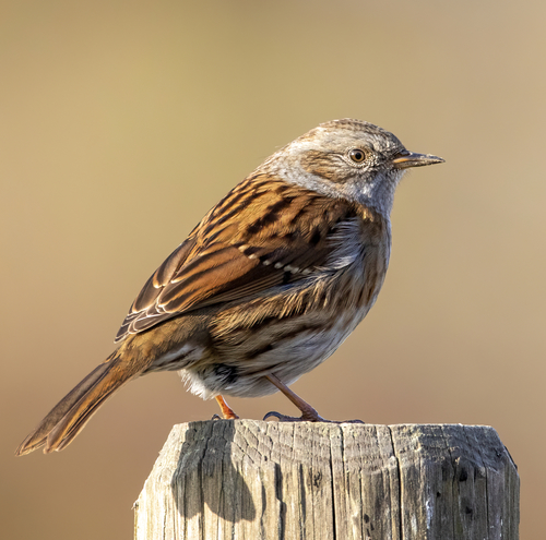 Image of Dunnock