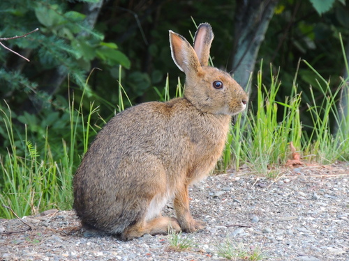 Image of Snowshoe Hare