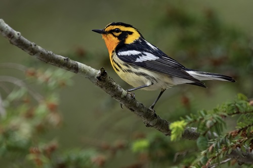 Image of Blackburnian Warbler