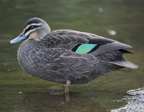 Image of Pacific Black Duck