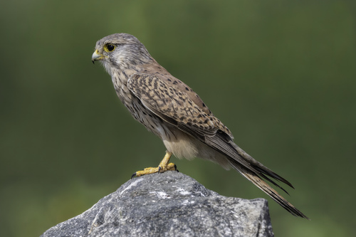 Image of Common Kestrel