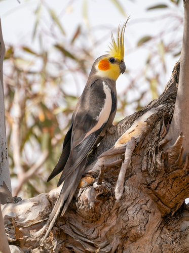 Image of Cockatiel