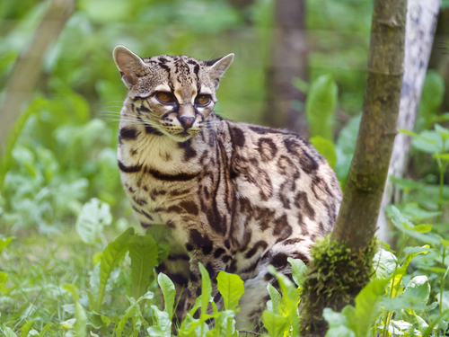 Image of Margay