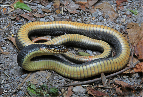 Image of Plain-bellied Watersnake