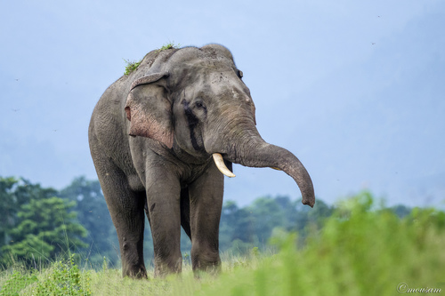 Image of Asian Elephant