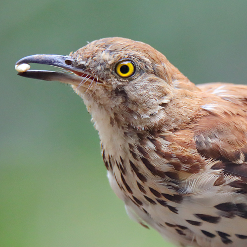 Image of Brown Thrasher