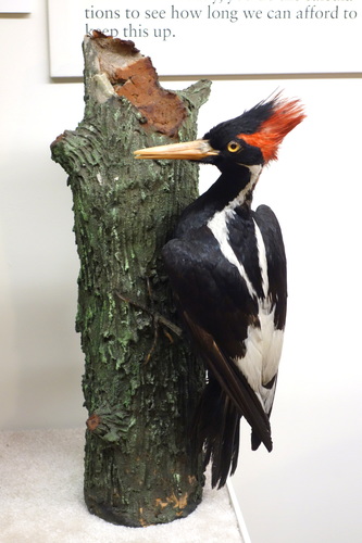 Image of Ivory-billed Woodpecker