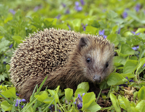 Image of European Hedgehog