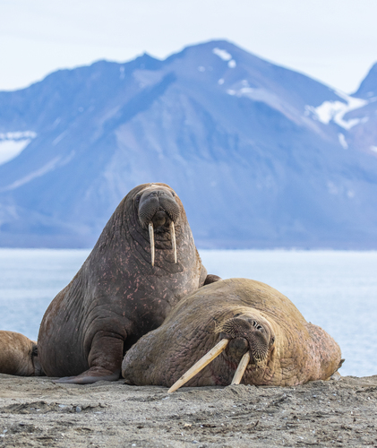 Image of Walrus