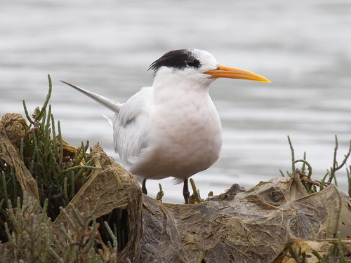 Image of Elegant Tern