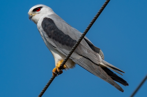 Image of Black-winged Kite