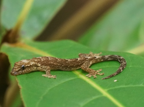 Image of Mourning Gecko