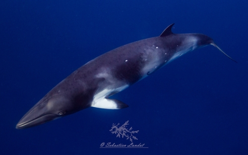 Image of Common Minke Whale