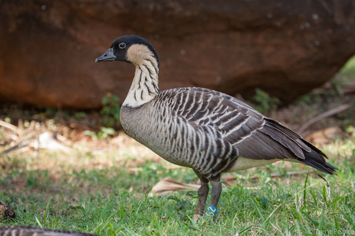 Image of Hawaiian Goose