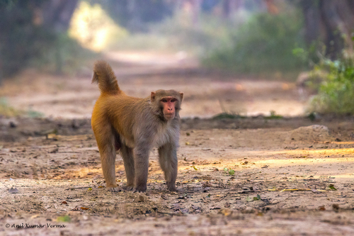 Image of Rhesus macaque