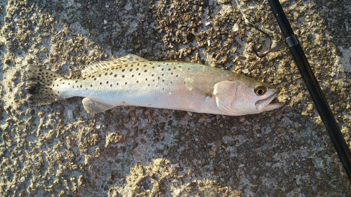 Image of Spotted seatrout