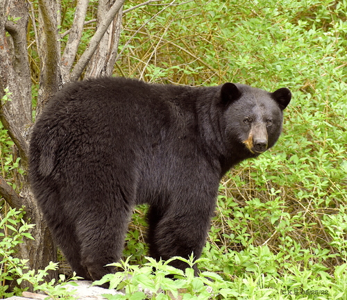 Image of American Black Bear