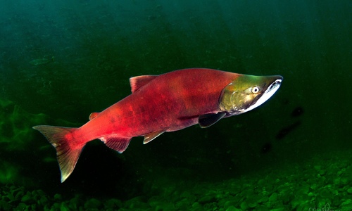 Image of Sockeye Salmon