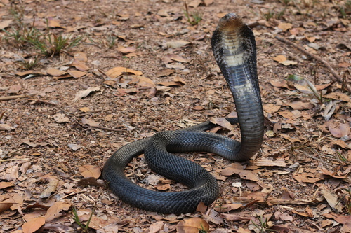 Image of Monocled Cobra