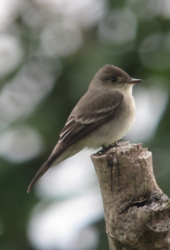 Image of Eastern Wood-Pewee