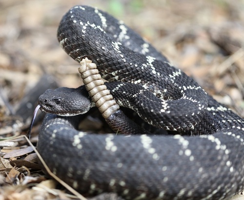 Image of Arizona black rattlesnake