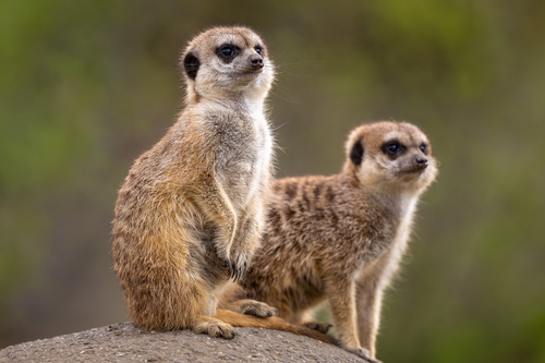 Image of Meerkat