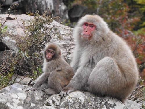 Image of Japanese macaque