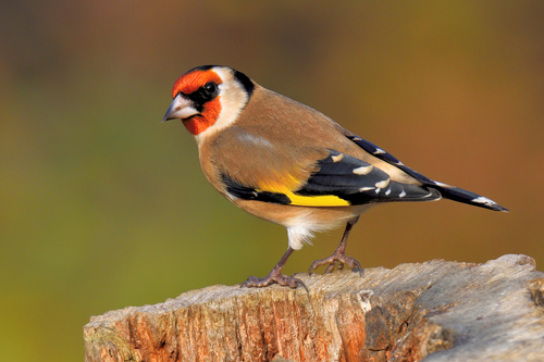 Image of European Goldfinch