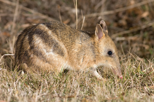 Image of Eastern Barred Bandicoot