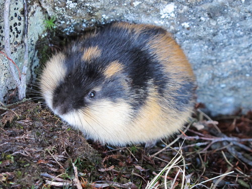 Image of Norway lemming