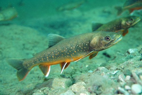 Image of Arctic char