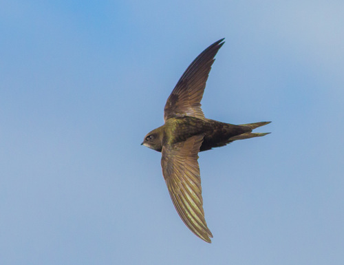 Image of Common Swift