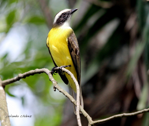 Image of Social Flycatcher