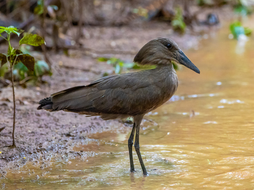 Image of Hamerkop