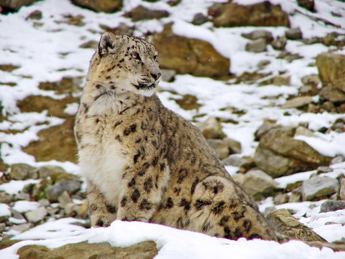 Image of Snow Leopard