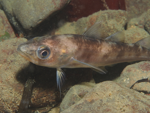 Image of Alaska pollock